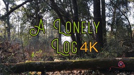 A Lonely Log (4K)