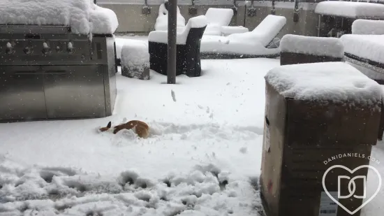 Islay in the Snow
