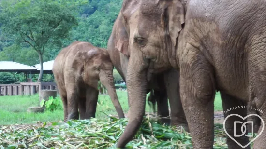 Video Blog Post: Chang Mai Elephant Reservation