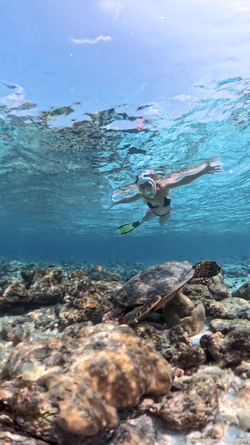 That turtle is so hungry 1foreground