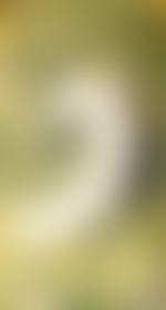 New beauty 🥰 #analplug #analtail - post hidden image