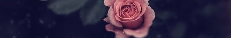 svgnicollee - profile image