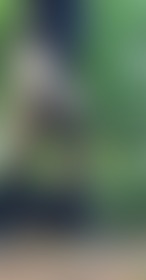 little sneakpeak in the forest today almost caught hihi - post hidden image
