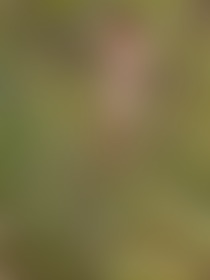 Kitten Spotted in the Forest - post hidden image