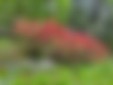 Some shots of the spring flowers outside. I got out for a little while and shit these. - post hidden image