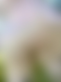 Garden Frolicks 🥵 - post hidden image