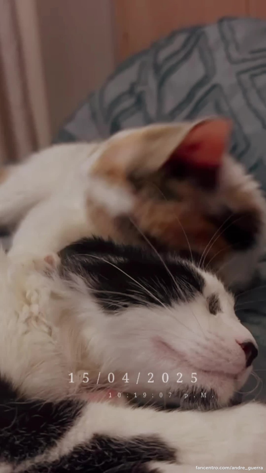 Mys beautifullll cats🥰🤍 1foreground