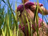 izbabix - user avatar