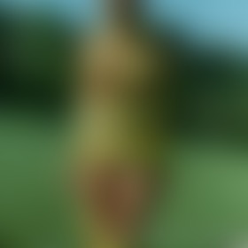 Yellow Tube - post hidden image